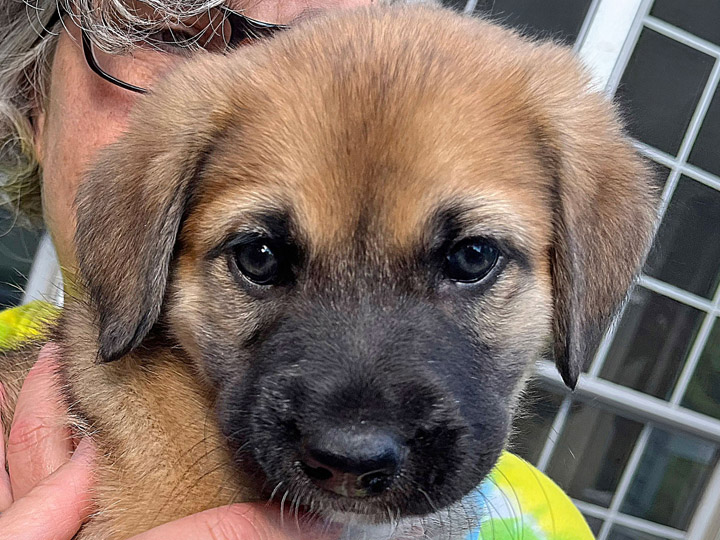 chinook puppy